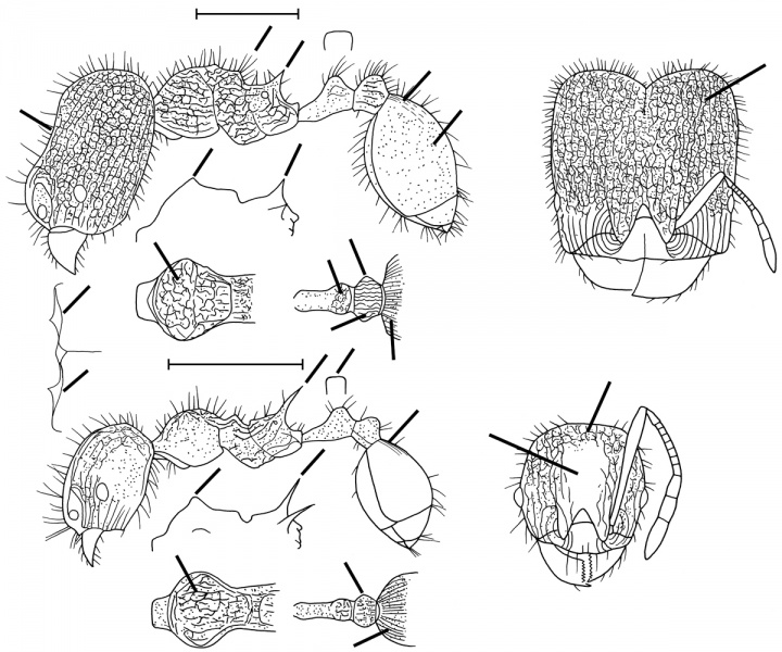 File:Pheidole deima Wilson 2003.jpg