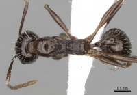 Aphaenogaster cristata casent0280954 d 1 high.jpg