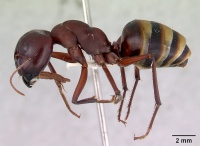 Camponotus aurocinctus casent0172173 profile 1.jpg