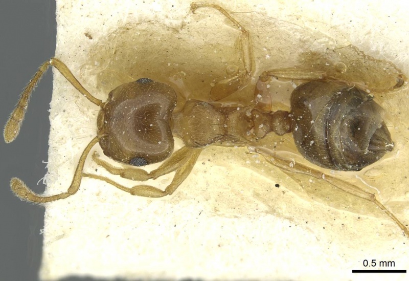 File:Crematogaster luctans casent0912808 d 1 high.jpg