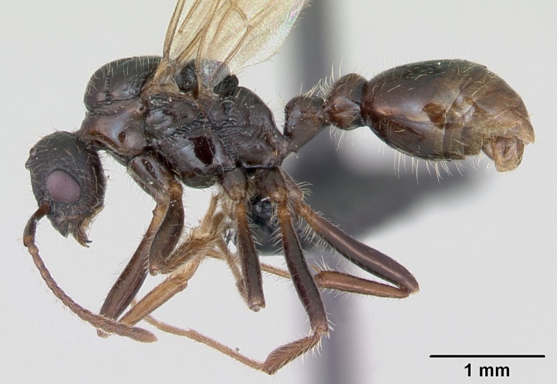 File:Myrmica rubra casent0172751 profile 1.jpg