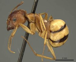 Camponotus hova pictiventris casent0915685 p 1 high.jpg
