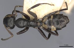Camponotus longi casent0910596 d 1 high.jpg