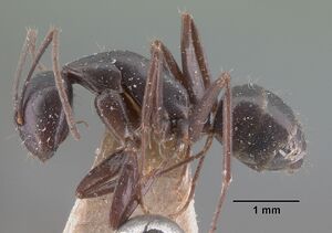 Camponotus lubbocki casent0101512 profile 1.jpg