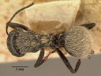 Camponotus radovae radovaedarwinii casent0101115 dorsal 1.jpg
