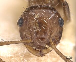 Crematogaster lutzi casent0908439 h 1 high.jpg