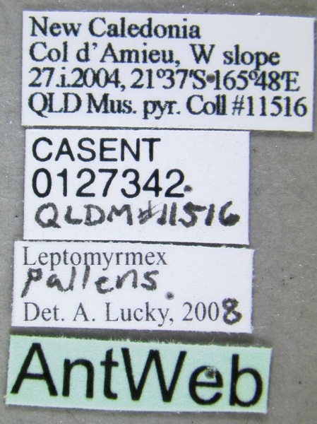 File:Leptomyrmex pallens casent0127342 label 1.jpg