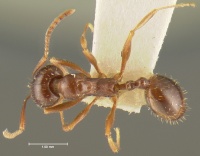 MCZ-ENT00020609 Aphaenogaster subterranea valida had.jpg