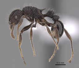 Tetramorium capillosum casent0316960 p 1 high.jpg