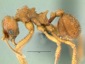 Trachymyrmex turrifex key 2a.jpg