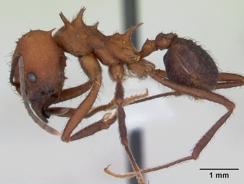 File:Acromyrmex heyeri casent0173795 profile 1.jpg