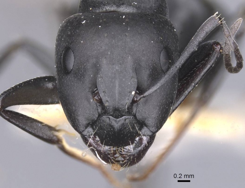 File:Camponotus amaurus casent0911611 h 1 high.jpg