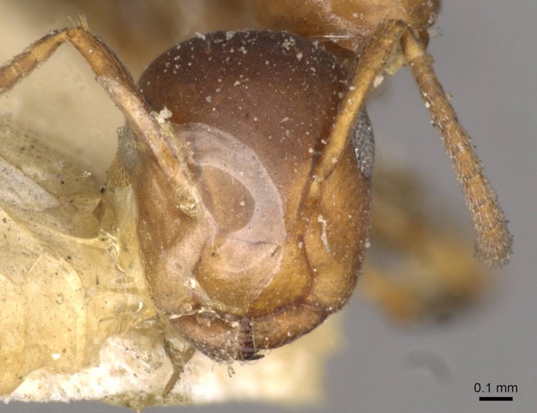 File:Camponotus rothneyi casent0910588 h 1 high.jpg