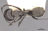 Camponotus vestitus intuens casent0910320 d 1 high.jpg