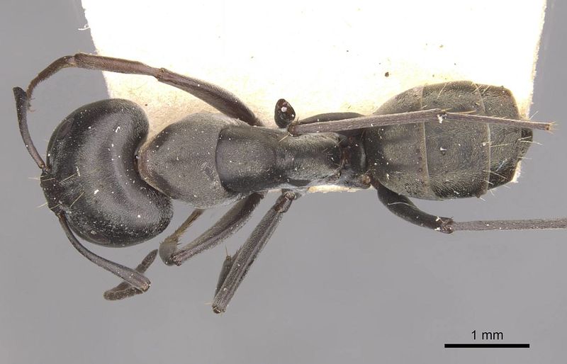 File:Camponotus vestitus intuens casent0910320 d 1 high.jpg