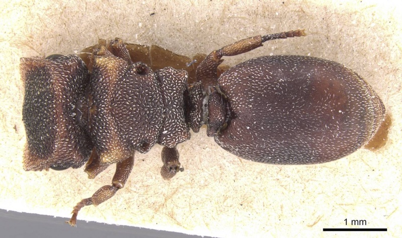 File:Cephalotes fossithorax casent0912598 d 1 high.jpg