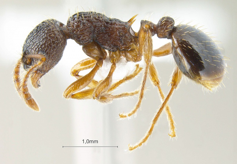 File:Myrmica-angulinodis-lateral-am-lg.jpg