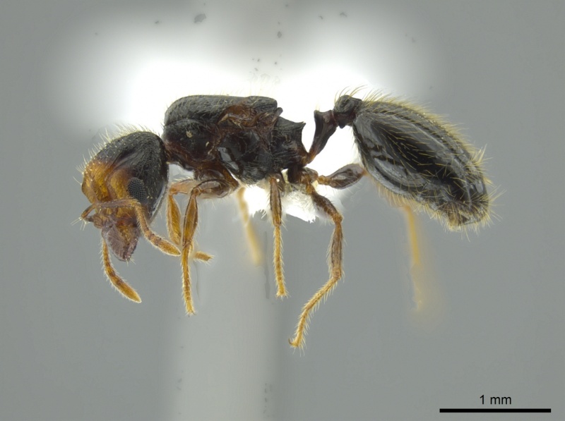 File:Pheidole colobopsis casent0619476 p 1 high.jpg