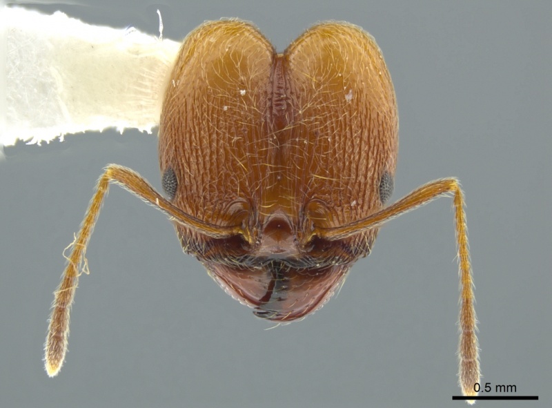 File:Pheidole cursor casent0627922 h 1 high.jpg