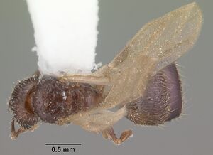 Pheidole flavens casent0104399 dorsal 1.jpg