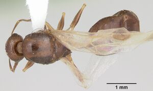 Temnothorax nevadensis casent0103166 dorsal 1.jpg