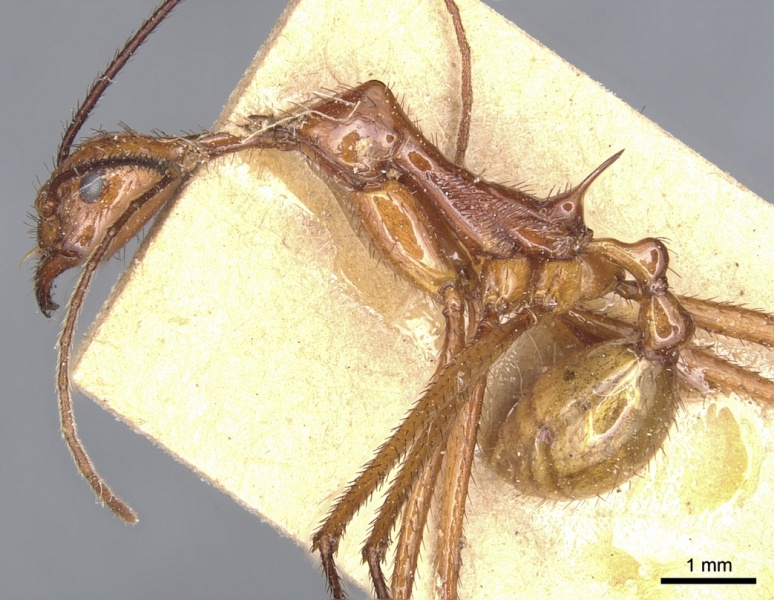 File:Aphaenogaster dromedaria casent0904190 p 1 high.jpg