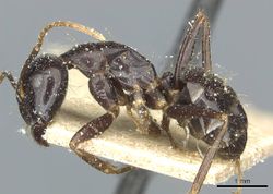Camponotus natalensis politiceps casent0912012 p 1 high.jpg