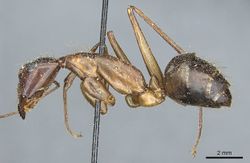 Camponotus pompeius casent0912015 p 1 high.jpg