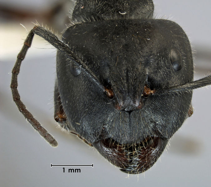 File:Camponotus suffusus bendigensis major ANIC32-023669 head.jpg