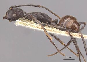 Camponotus traili casent0910755 p 1 high.jpg