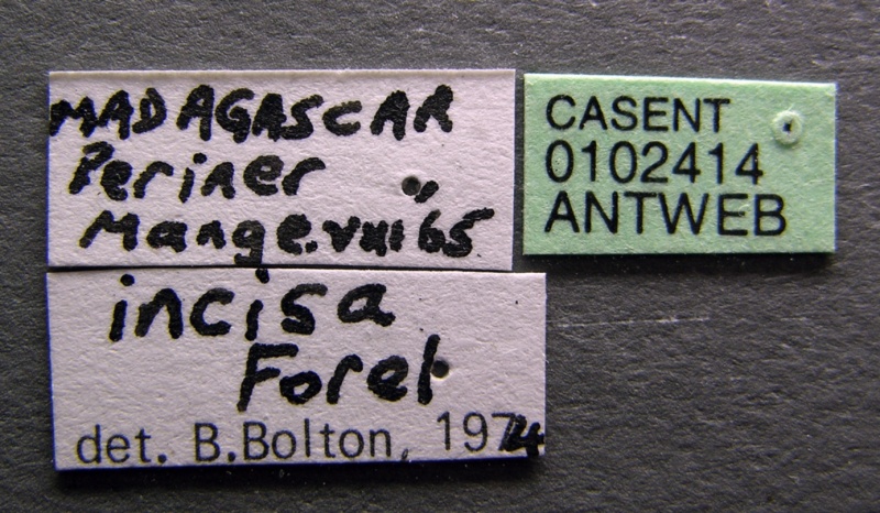 File:Leptogenys incisa casent0102414 label 1.jpg