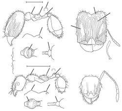 Pheidole androsana Wilson 2003.jpg