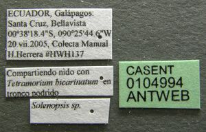 Solenopsis gnoma casent0104994 label 1.jpg