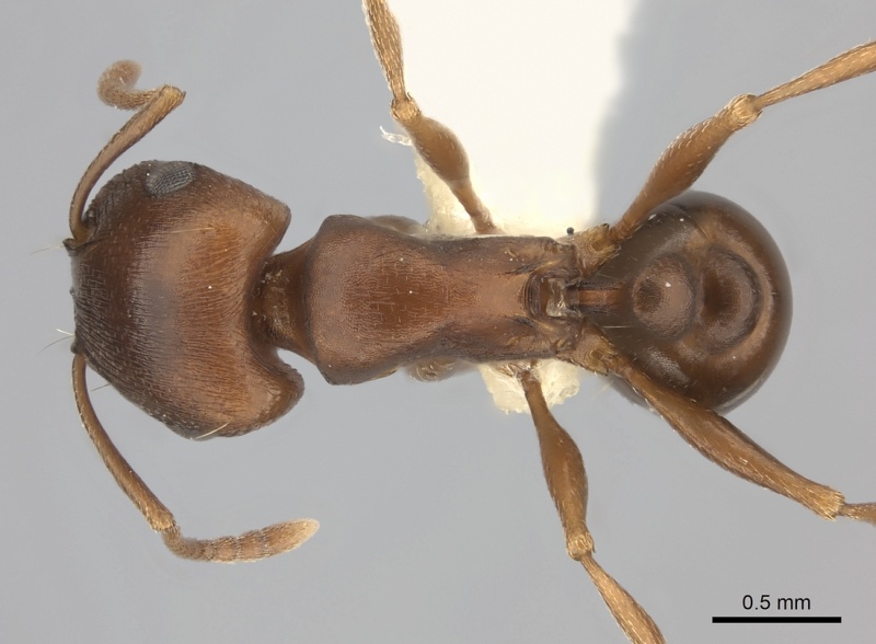 File:Tetramorium rufescens casent0217976 d 1 high.jpg