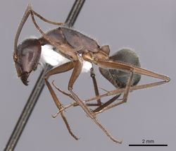 Camponotus gouldianus casent0280204 p 1 high.jpg