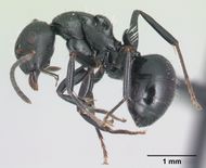 Camponotus mifaka casent0217301 p 1 high.jpg