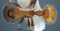Epopostruma areosylva holotype ANIC32-003663 top 50-AntWiki.jpg