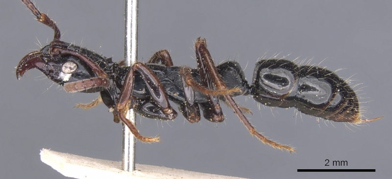 File:Pachycondyla laevigata casent0902510 p 1 high.jpg