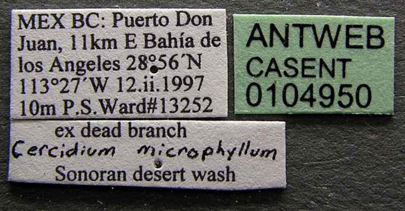 File:Camponotus mina casent0104950 label 1.jpg