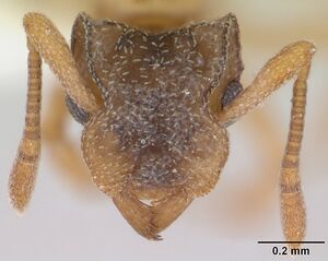 Cyphomyrmex rimosus casent0173242 head 1.jpg