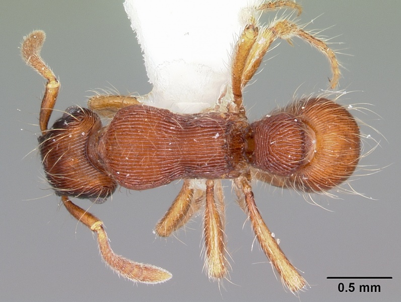 File:Gnamptogenys hartmani casent0104773 dorsal 1.jpg