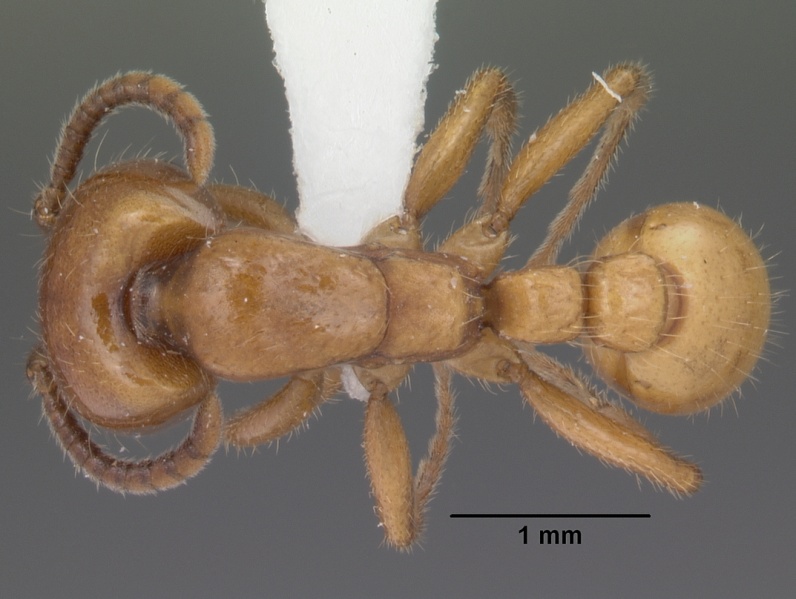File:Neivamyrmex swainsonii casent0102763 dorsal 1.jpg