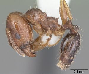 Pheidole diversipilosa casent0104395 profile 1.jpg