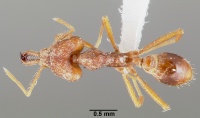 Strumigenys ection casent0005528 dorsal 1.jpg