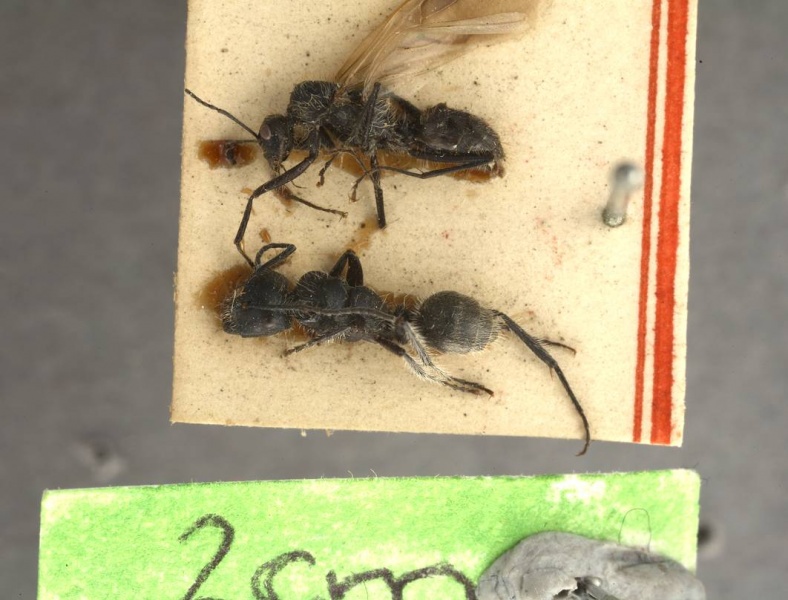 File:Calomyrmex albopilosus antweb1008141 p 1 high.jpg