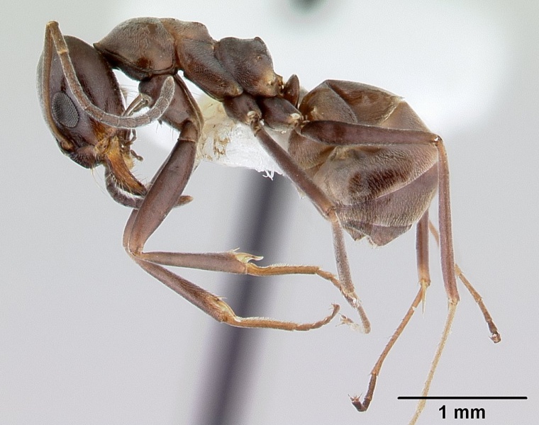 File:Dorymyrmex brunneus casent0179523 profile 1.jpg