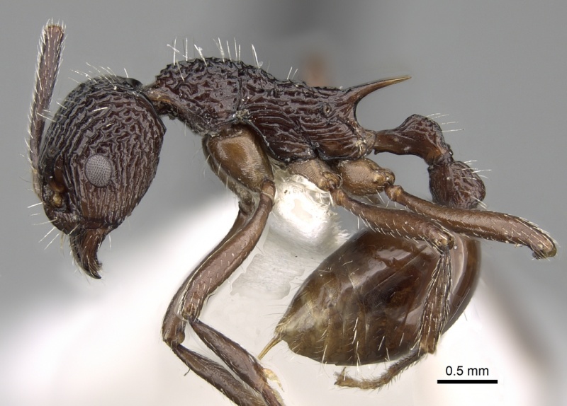 File:Myrmica indica P casent0280832.jpg