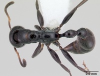 Tetraponera hysterica casent0012842 dorsal 1.jpg