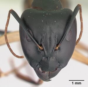 Camponotus maculatus casent0146442 head 1.jpg