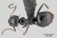 Lepisiota capensis casent0146042 dorsal 1.jpg